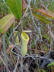 Nepenthes mirabilis