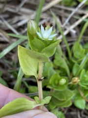 Crassula pellucida image