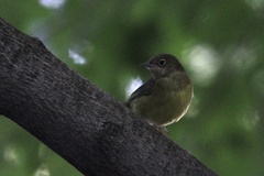Oporornis agilis