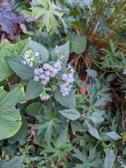 Ageratina altissima