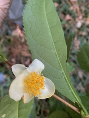 Camellia sinensis