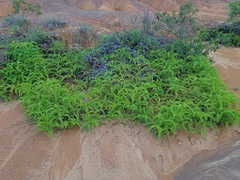 Dicranopteris linearis linearis