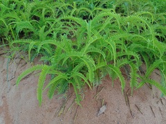 Dicranopteris linearis linearis