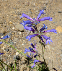 Penstemon rydbergii