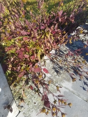 Bidens frondosa