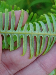 Dicranopteris linearis linearis