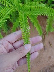 Dicranopteris linearis linearis