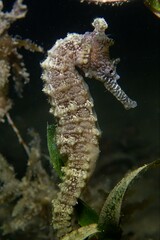 Hippocampus subelongatus
