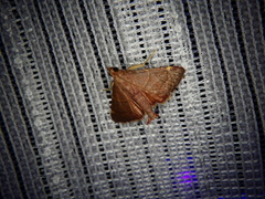 Hypsopygia pelasgalis