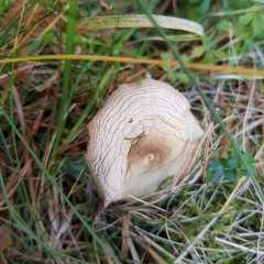 Rhodocollybia asema