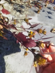 Bidens frondosa