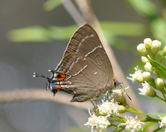 Parrhasius moctezuma