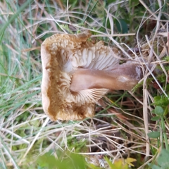 Rhodocollybia asema