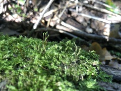 Rhynchostegium