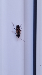 Rhyparochromus