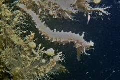 Hippocampus subelongatus