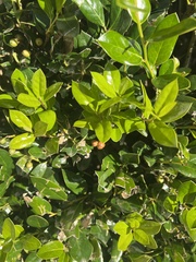 Ilex cornuta