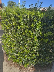 Ilex cornuta