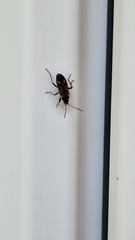 Rhyparochromus