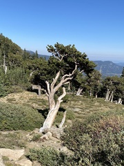 Pinus aristata