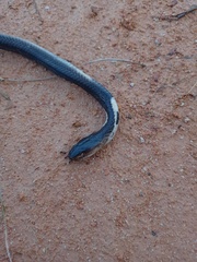 Naja sumatrana