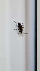 Rhyparochromus