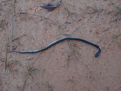 Naja sumatrana