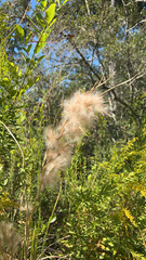 Andropogon glomeratus