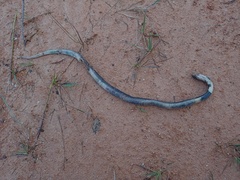 Naja sumatrana