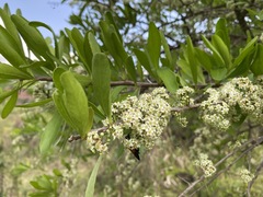 Gymnosporia buxifolia