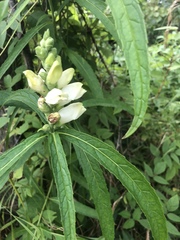 Chelone glabra
