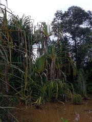Pandanus