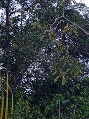 Trachypithecus cristatus