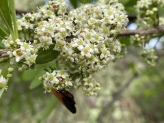 Gymnosporia buxifolia