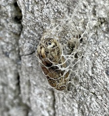 Acronyctodes mexicanaria