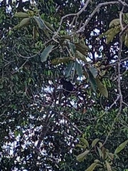 Trachypithecus cristatus