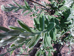 Ozoroa paniculosa