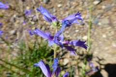 Penstemon rydbergii