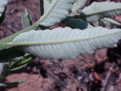 Ozoroa paniculosa