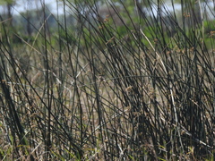 Schoenoplectus californicus