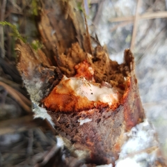 Phanerochaete sanguinea
