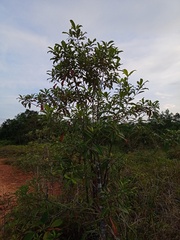 Alstonia angustifolia