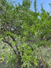 Gymnosporia buxifolia