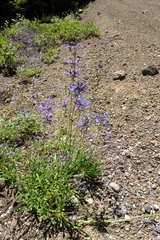 Penstemon rydbergii