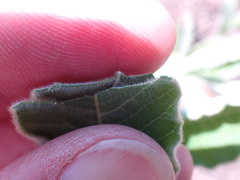 Ozoroa paniculosa