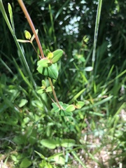 Hypericum pulchrum