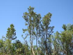 Tessaria integrifolia