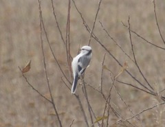 Cyanistes cyanus