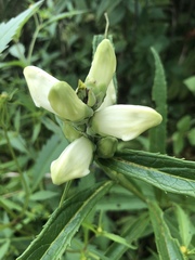 Chelone glabra