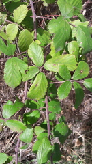 Rubus ulmifolius